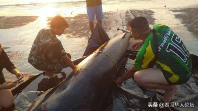 ​泰国甲米珍稀角岛鲸搁浅海滩