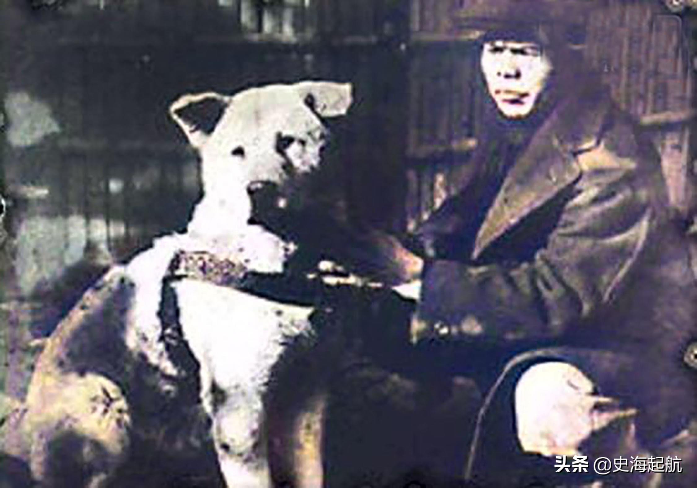 忠犬八公真实照片，主人已不在人世，但它每天仍然坐那盼主人回来