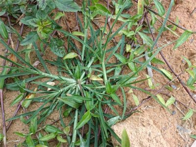 ​牛筋草大家认识吗？民间俗称“千斤草”，没想到它的价值这么好