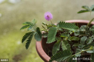 ​朋友送的含羞草种子，问了老师傅才知道如何种植