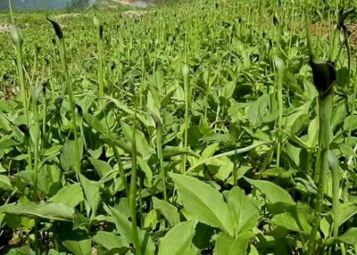 ​半夏种植技术