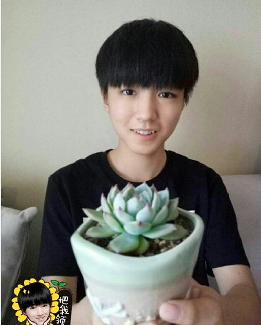 王俊凯喜欢什么花(王俊凯喜欢的植物)  第1张