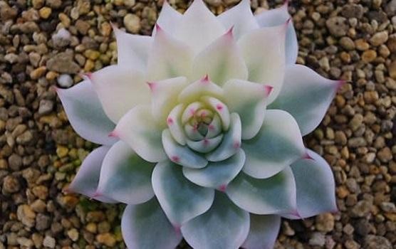 王俊凯喜欢什么花(王俊凯喜欢的植物)  第12张