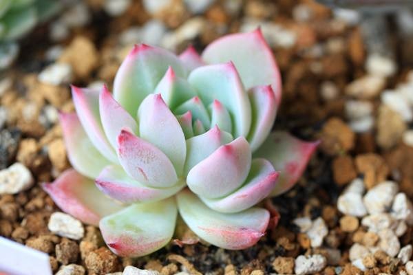王俊凯喜欢什么花(王俊凯喜欢的植物)  第2张