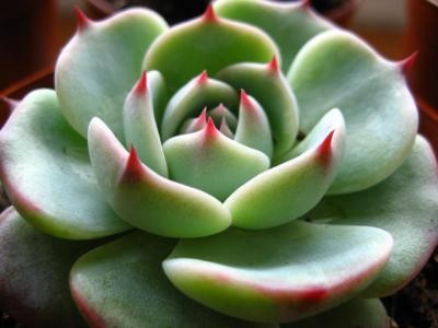 王俊凯喜欢什么花(王俊凯喜欢的植物)  第3张