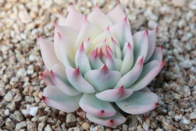 王俊凯喜欢什么花(王俊凯喜欢的植物)  第9张