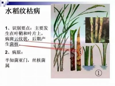 ​全了！水稻病虫害高清图谱献上，快收藏别错过！
