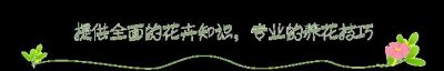 ​农村常见的夜来香，喜欢晚上开花，种在院子里，夜里乘凉正好赏花