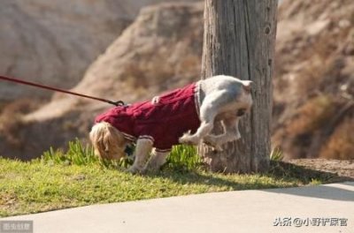 ​川东猎犬与下司犬杂交？川东猎犬与下司犬杂交