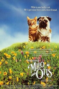 ​猫奴专场｜必看的八部关于猫的电影