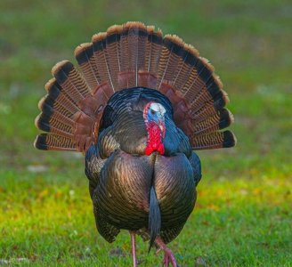 ​火鸡为什么在英语里叫Turkey——火鸡的名字竟然如此多种多样