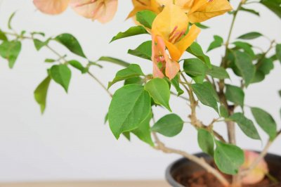 ​三角梅嫁接时间