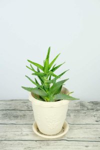​芦荟分株繁殖技术，分株的时间