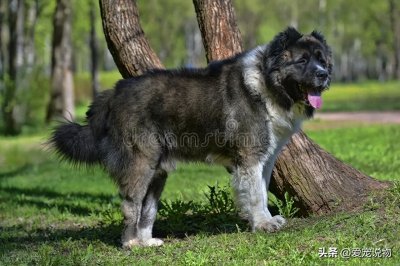 ​世界上最伟大的守卫犬——高加索山犬