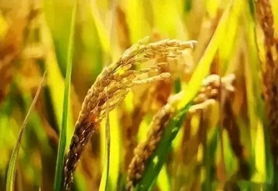 ​太离谱了，新疆沙漠水稻1年5熟年产10000斤，或成中国“大粮仓