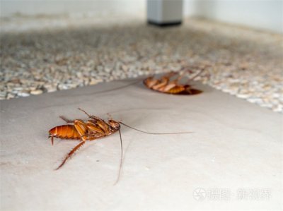​倒流香能驱蟑螂吗 倒流香可以驱蟑螂吗