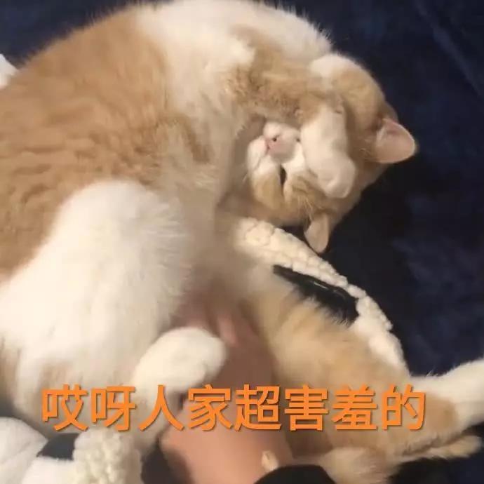 蜜桃猫咪表情包:你说什么就是什么,反正我听不懂人话