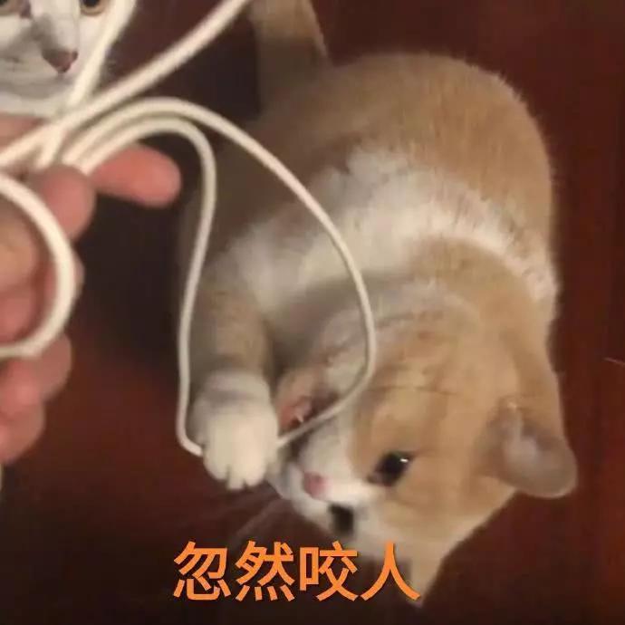 蜜桃猫咪表情包:你说什么就是什么,反正我听不懂人话