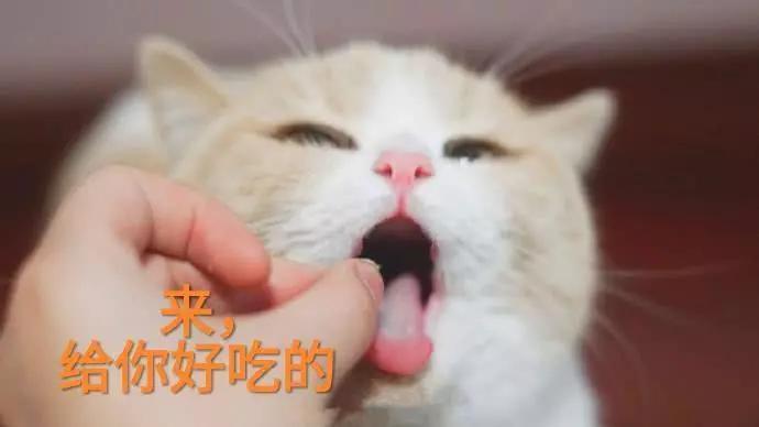 蜜桃猫咪表情包:你说什么就是什么,反正我听不懂人话