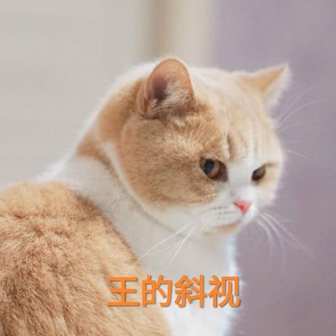 蜜桃猫咪表情包:你说什么就是什么,反正我听不懂人话