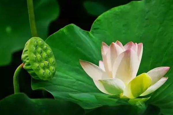 三伏天和秋老虎哪个更热 三伏天降温方法有哪些 三伏天和秋老虎哪个更热 三伏天降温方法有哪些