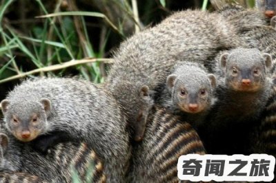 眼镜王蛇的天敌眼镜王蛇的克星有哪些(攻击性强且灵活)