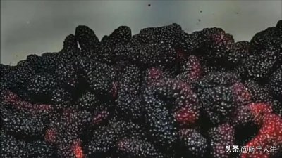 教你做桑葚果酒,简单易学,存放时间越久口感更佳了