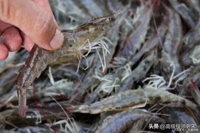虾类养殖:方法与关键注意事项