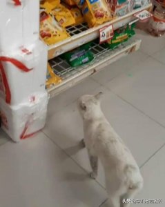 服了!原来流浪猫是这样为自己找新主人的