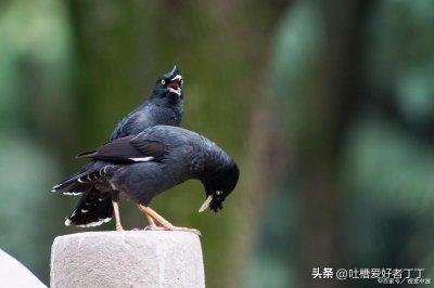 新手养八哥容易犯的错误
