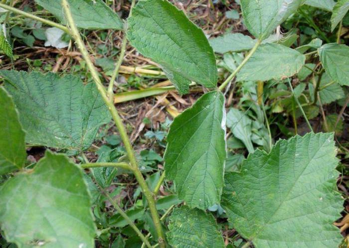 会开小黄花的野草,根部酷似鸡爪,除了入药以外还能包饺子!