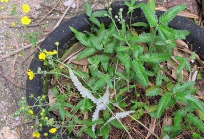 ​会开小黄花的野草，根部酷似鸡爪，除了入药以外还能包饺子！