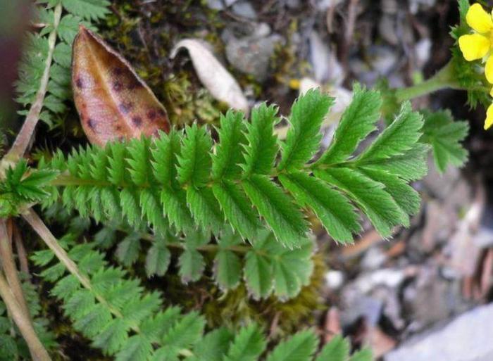 会开小黄花的野草,根部酷似鸡爪,除了入药以外还能包饺子!