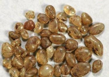 真身舍利子是怎么形成的(舍利子代表得道)(7)