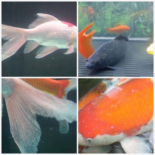 观赏鱼白点病治疗（所有观赏鱼爱好者共同的难题）