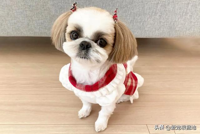 流浪犬是一种有灵性的动物（宛如拖把的流浪狗）(1)