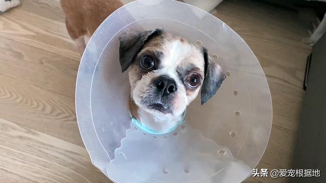 流浪犬是一种有灵性的动物（宛如拖把的流浪狗）(7)