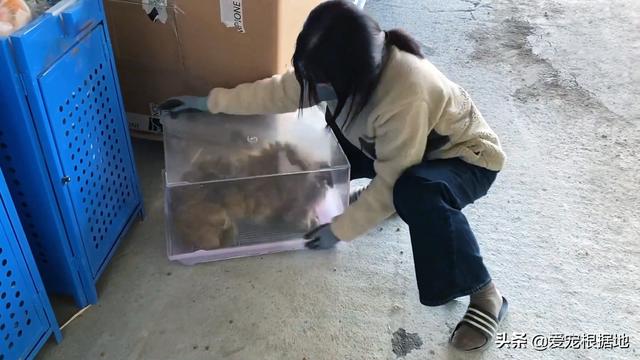 流浪犬是一种有灵性的动物（宛如拖把的流浪狗）(6)