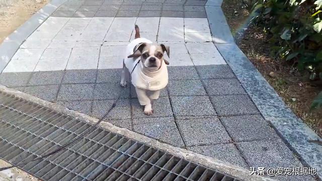 流浪犬是一种有灵性的动物（宛如拖把的流浪狗）(14)