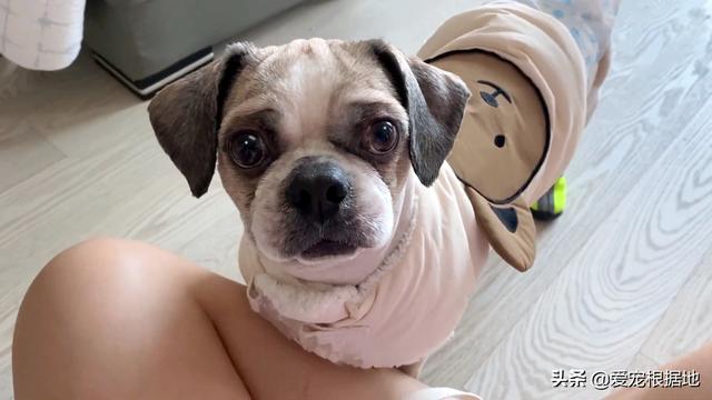 流浪犬是一种有灵性的动物（宛如拖把的流浪狗）(12)