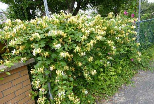 金银花的用途,金银花有什么用处和作用图6