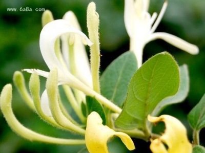 ​金银花的用途,金银花有什么用处和作用