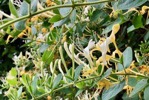 金银花的用途,金银花有什么用处和作用图5