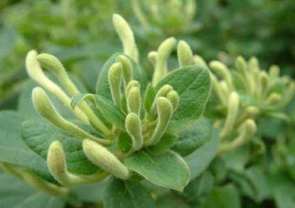 金银花的用途,金银花有什么用处和作用图4