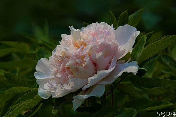 凤丹的花语是什么呢 凤丹的种植有什么注意的呢 凤丹的花语是什么呢 凤丹的种植有什么注意的呢