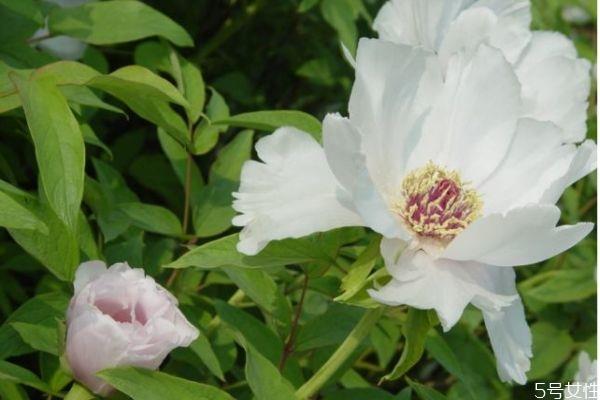 凤丹的花语是什么呢 凤丹的种植有什么注意的呢 凤丹的花语是什么呢 凤丹的种植有什么注意的呢