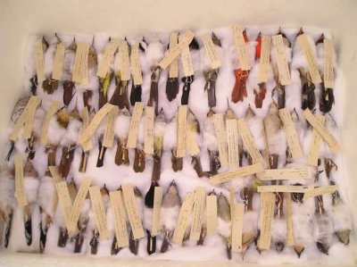 ​针对近1300种不同鸟类的基因研究表明物种较少的区域能更频繁地孕育出新物种