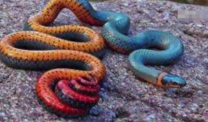 世界上最美的十种蛇，第六名长得跟彩虹似的，第一名濒临灭绝
