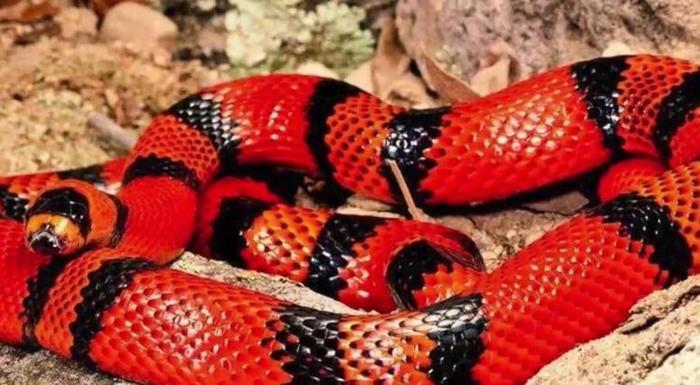 世界上最美的十种蛇，第六名长得跟彩虹似的，第一名濒临灭绝