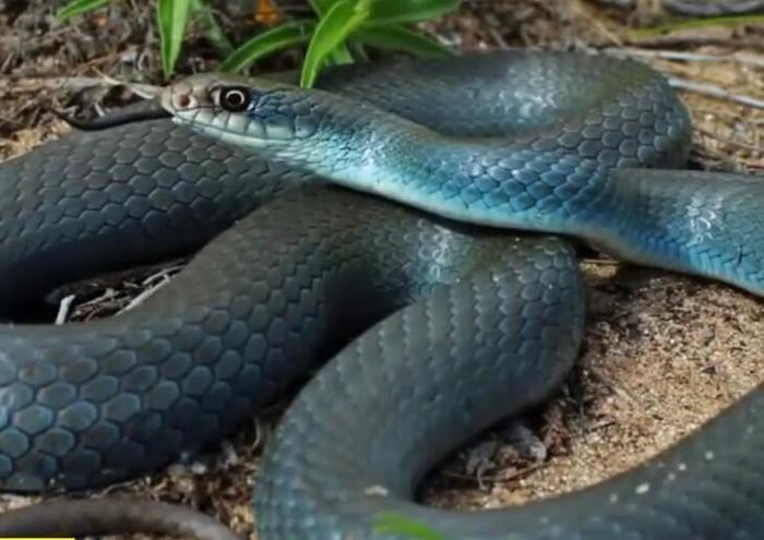 世界上最美的十种蛇，第六名长得跟彩虹似的，第一名濒临灭绝